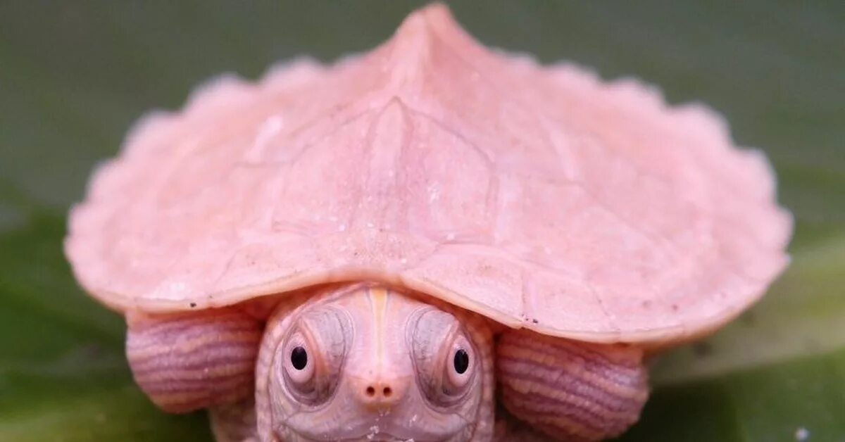 Черепаха редкие виды. Черепаха альбинос розовая. Трионикс альбинос. Красноухая черепаха альбинос. Красноухая альбинос.