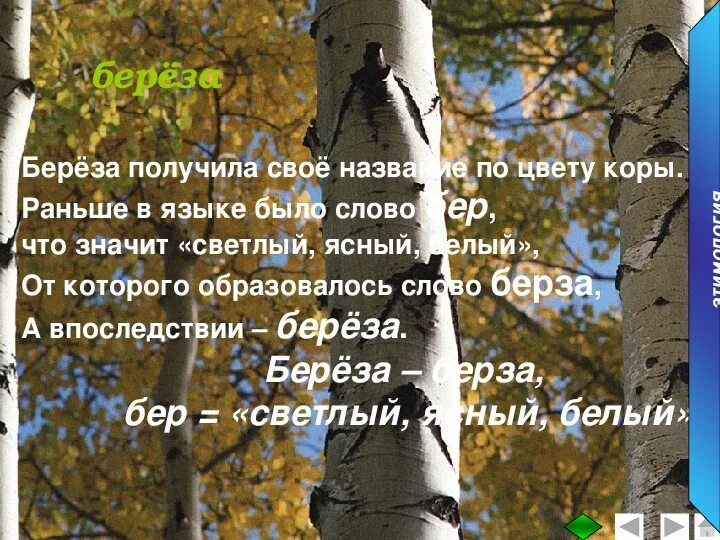 Слово береза. Белая береза слова. Картинка березы для начальной школы. Берёза с цветной корой. Стих белая береза я помню ранило березу