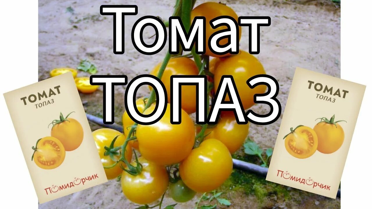 Топаз для помидоров. Фунгицид топаз : 2 мл. Топаз фунгицид агросад. Топаз для помидоров. Фунгицид топаз : 10 мл.