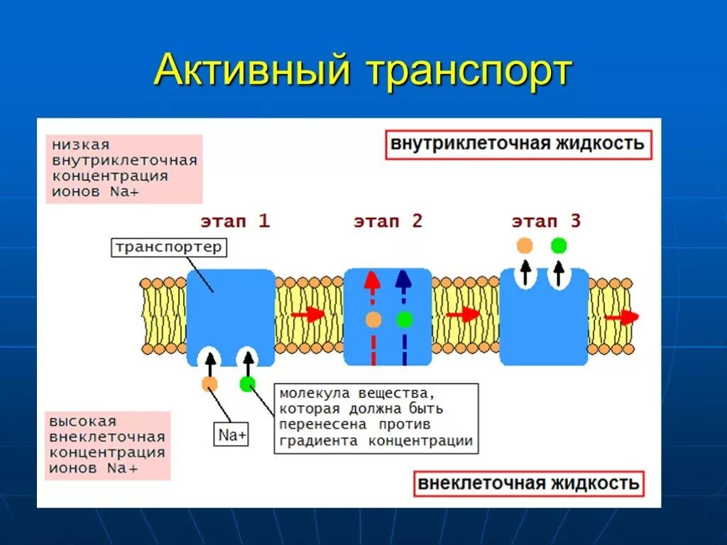 Механизм вторично активного транспорта. Активный транспорт веществ через мембрану схема. Активный транспорт. Первично активный транспорт.