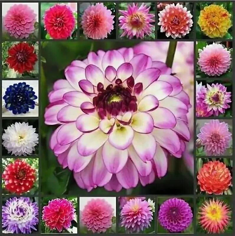 10 популярных идей на тему "roses colors" для вдохновения