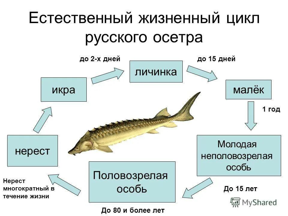 Цикл развития рыбы схема. Цикл развития севрюги. Жизненный цикл рыбы 7 класс. Жизненный цикл осетра.
