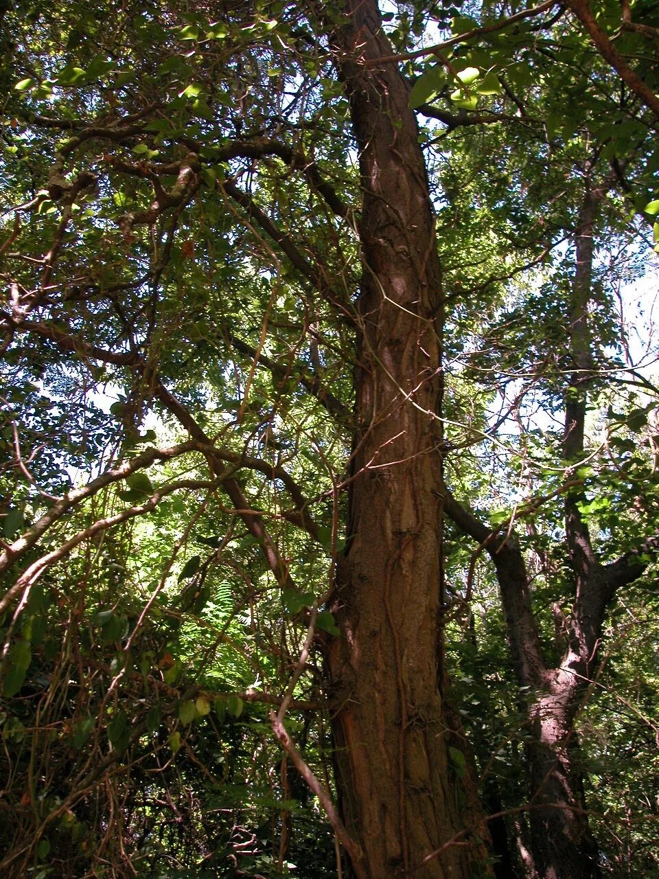 Дерево Пало де бальса. Бальса в Южной Америке. Дерево бальса в Южной Америке. Эквадор Пало де бальса.