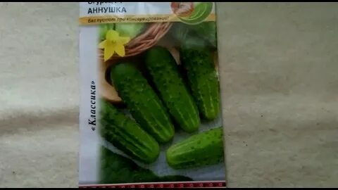 Огурцы сорт аннушка