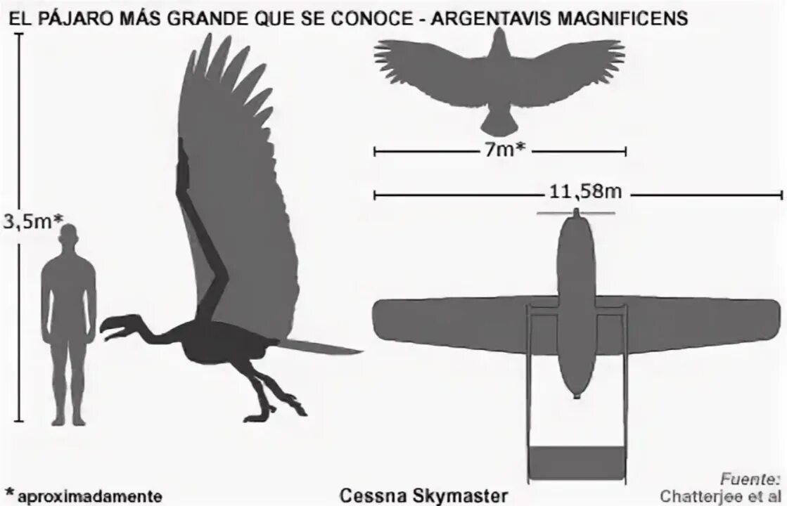 Размеры птиц сравнение. Аргентавис размах крыльев. Птица Аргентавис размер с человеком. Аргентавис птица размах крыльев. Аргентавис вес.