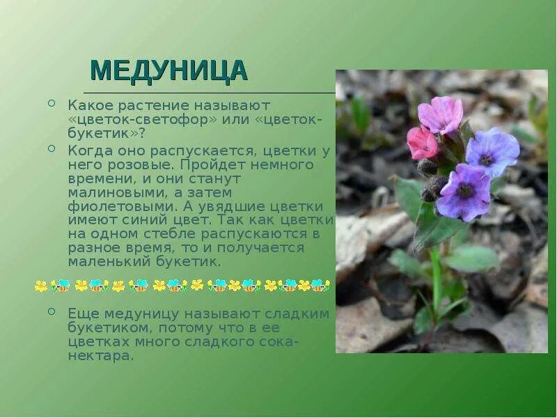 Медуница растение. Первоцветы Медуница. Медуница круглолистная. Медуница желтая цветок. Как по другому называют цветы