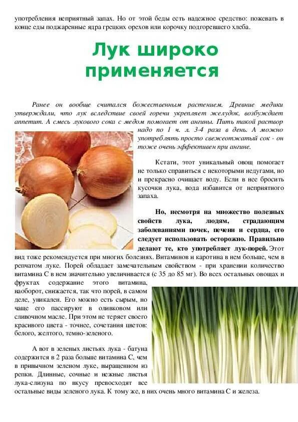 Лук от семи недуг. Репчатый лук полезные. Лук зеленый. Лук полезные свойства для детей. Для чего полезен зеленый лук.