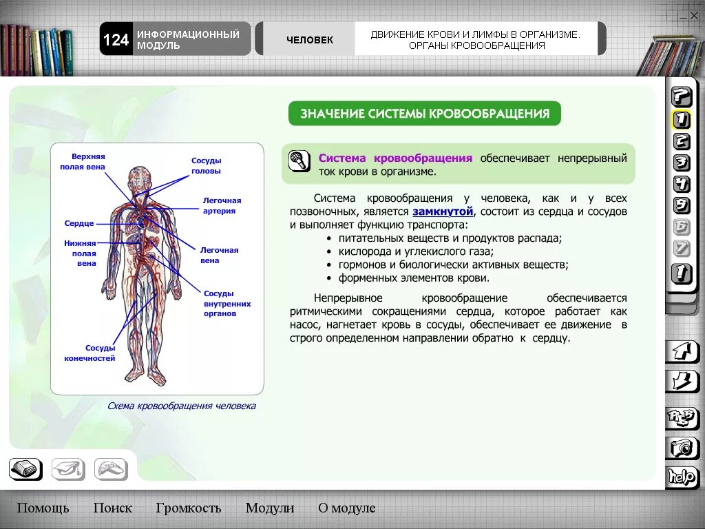 Биология 8 кровь и кровообращение. Урок органы кровообращения. Органы кровообращения 8 класс биология. Кровообращение 8 класс конспект. Кровь кровообращение 8 класс конспект.