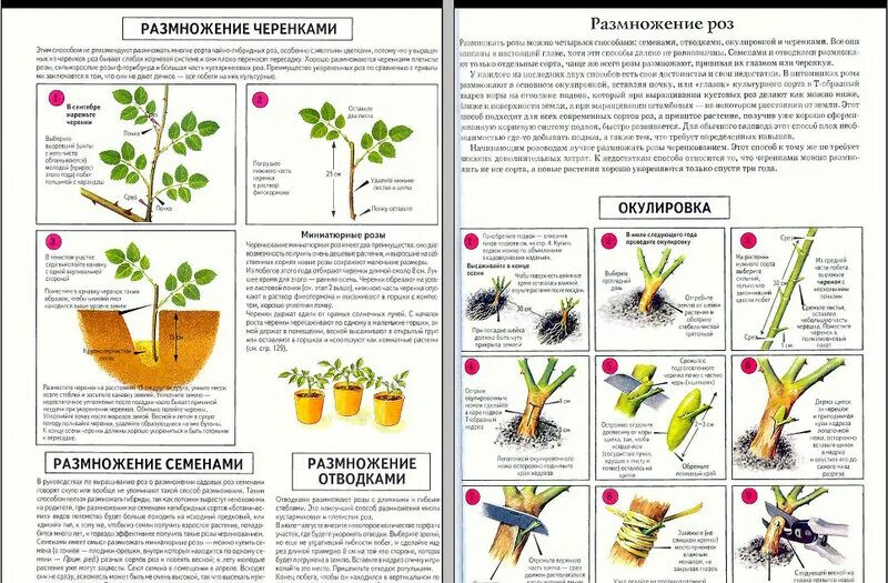 Размножение вьющихся. Размножение роз черенками летом. размножение роз одревесневшими черенками. размножение плетущихся роз черенками летом.