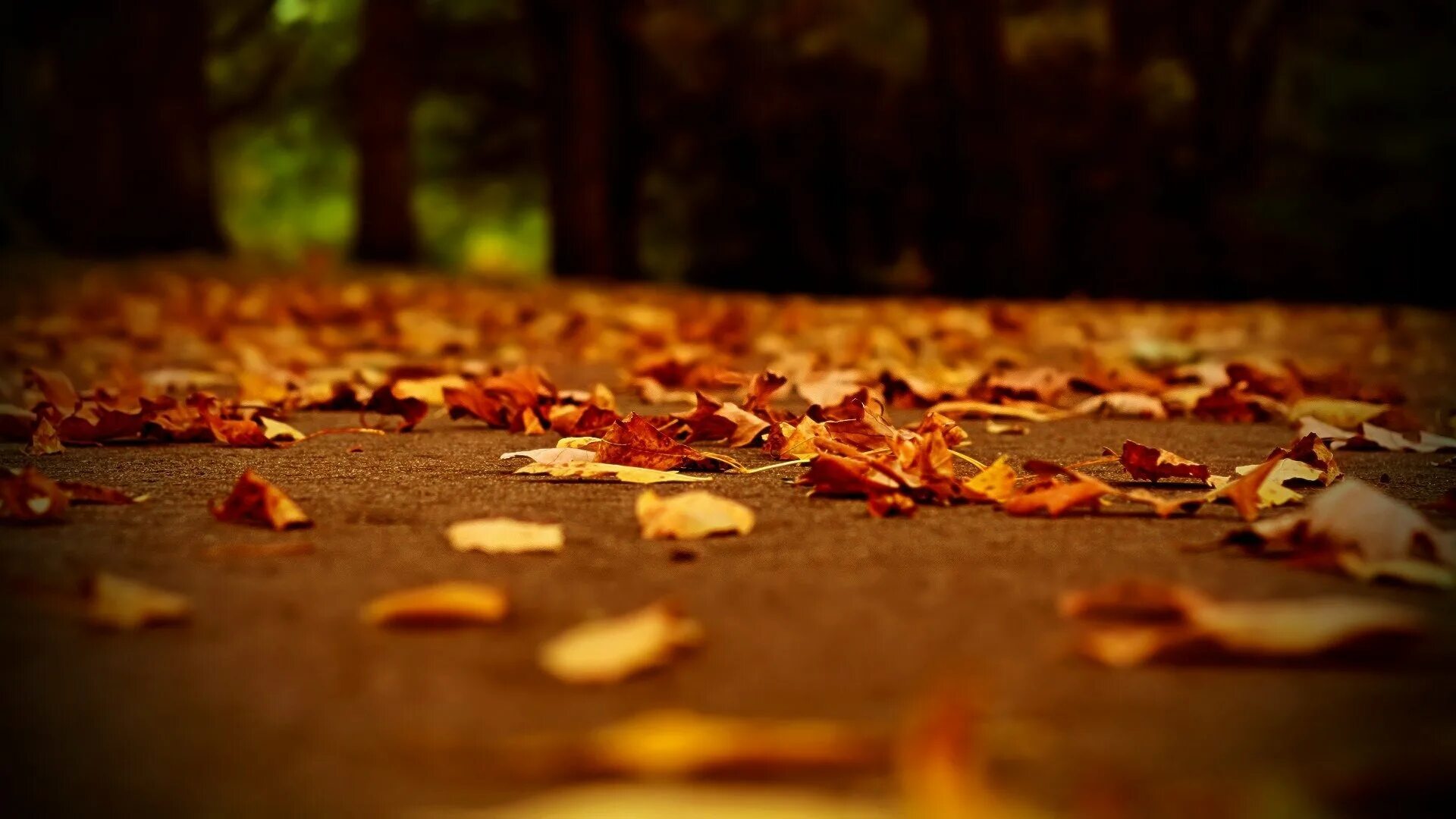 Fall i need