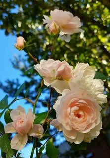 Nature rose
