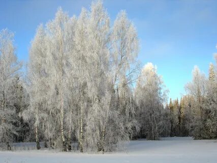 Зимняя береза