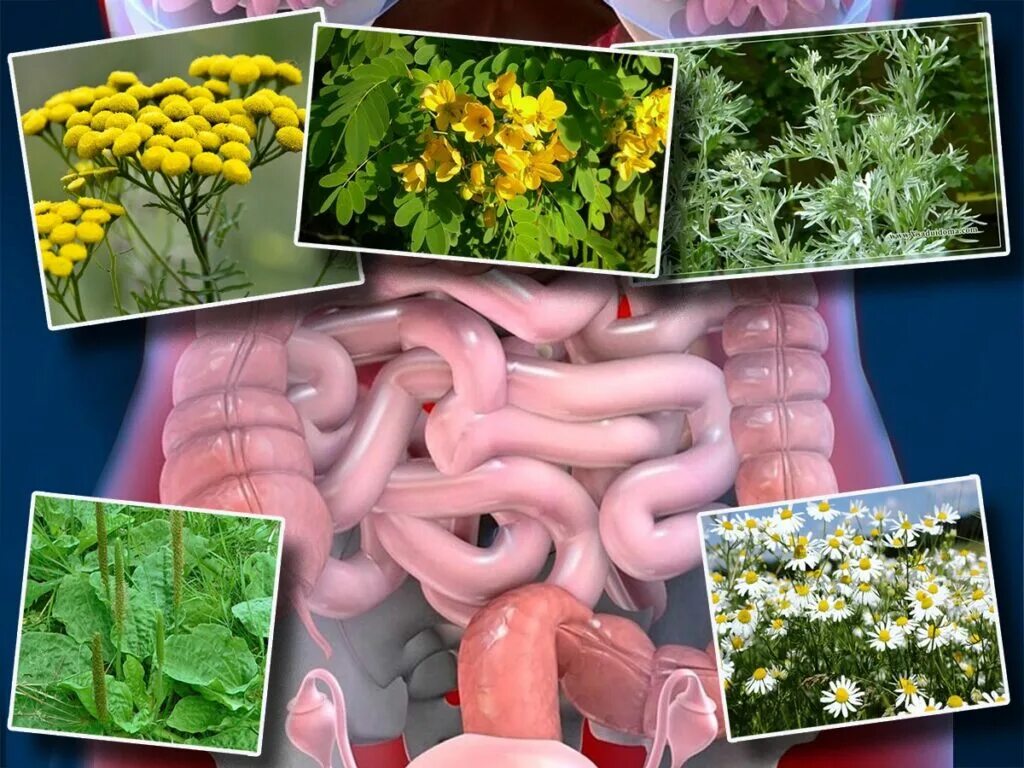 Лекарственные растения для кишечника. Травы от кишечника. Растения для ЖКТ. Терапия растение.