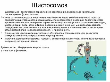 Стадии паразитов