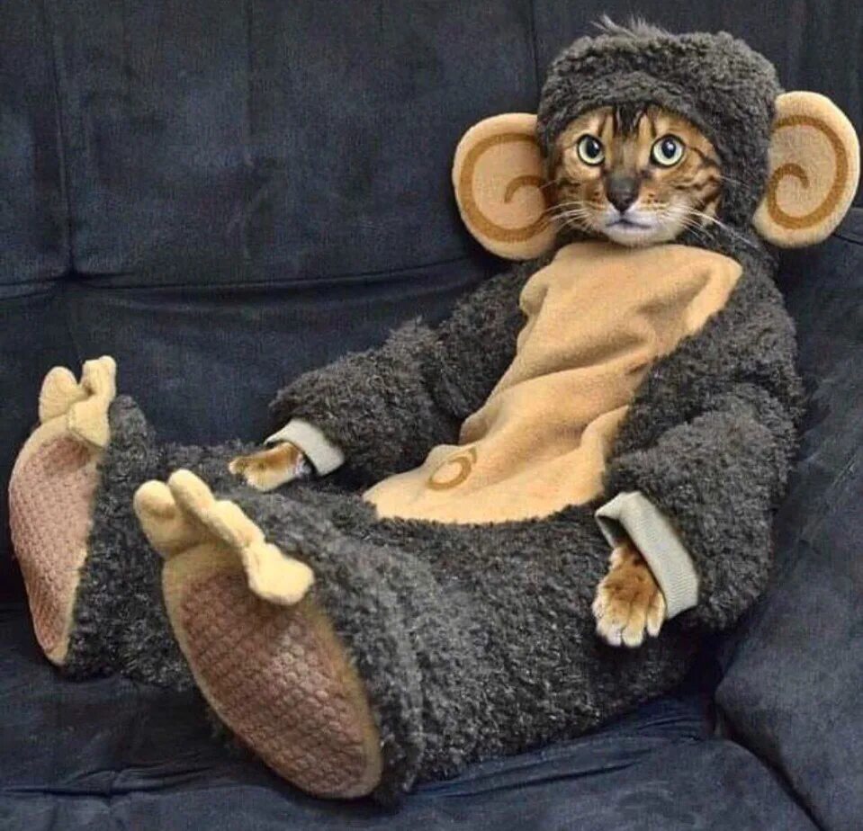 Коте обезьянка. Костюм обезьянки для кошек. Кот в костюме обезьяны. Обезьянка на диване. Обезьянка в костюмчике.