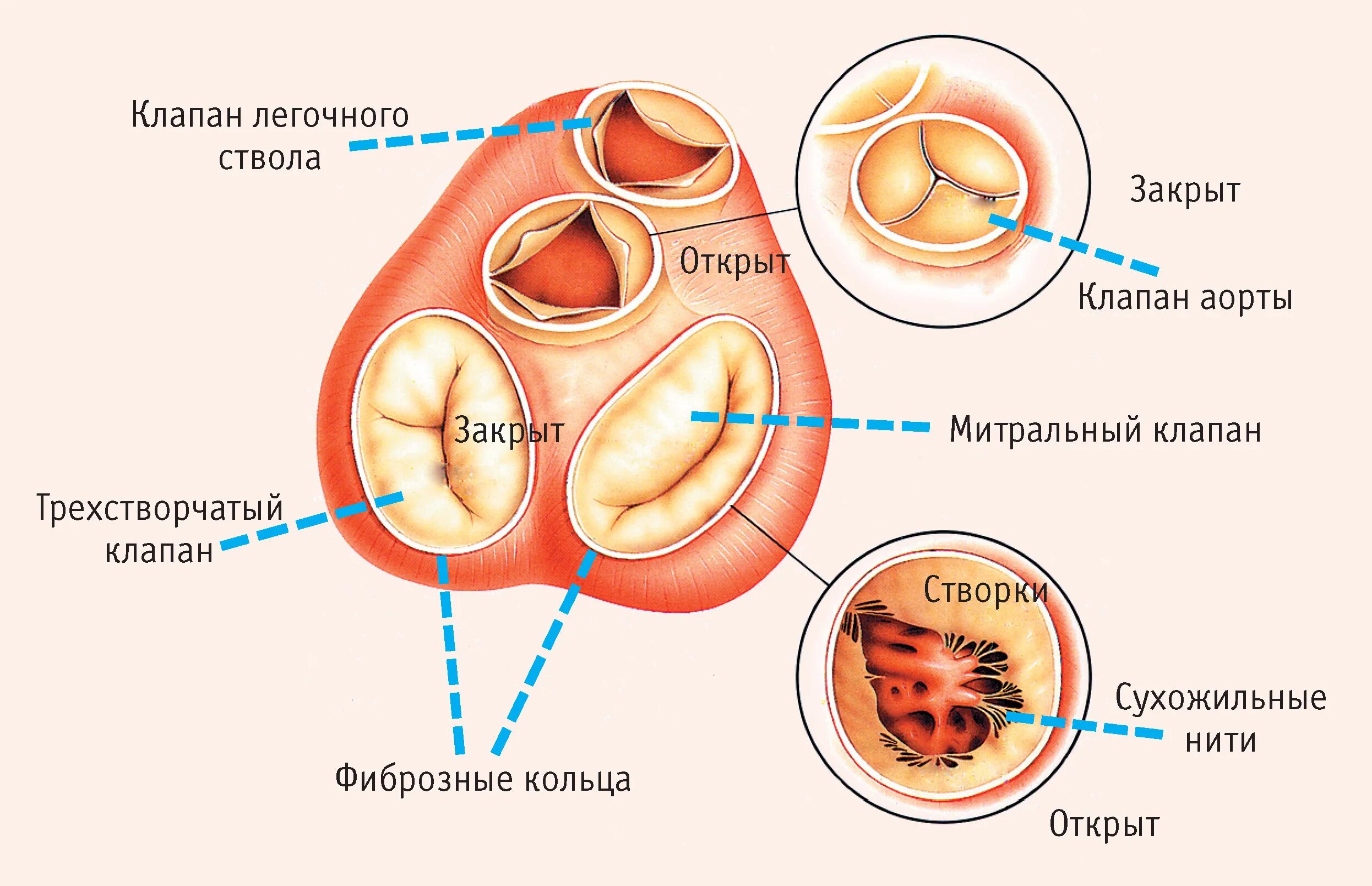 Между левым желудочком и аортой находится