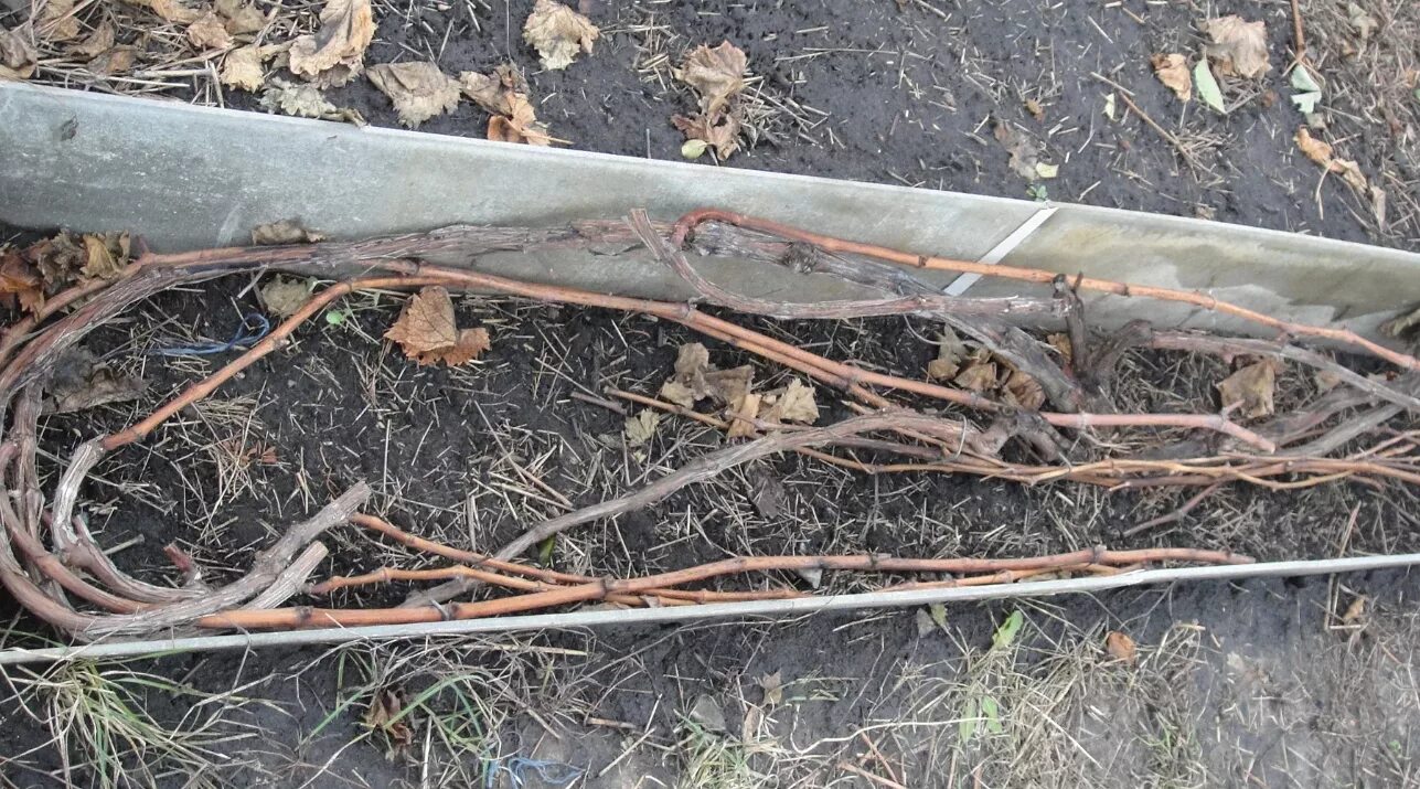 При какой температуре закрывают виноград на зиму. Укрыть виноград лапником. укрытие винограда изолоном. подготовка винограда к зиме. укрыть виноград на зиму.