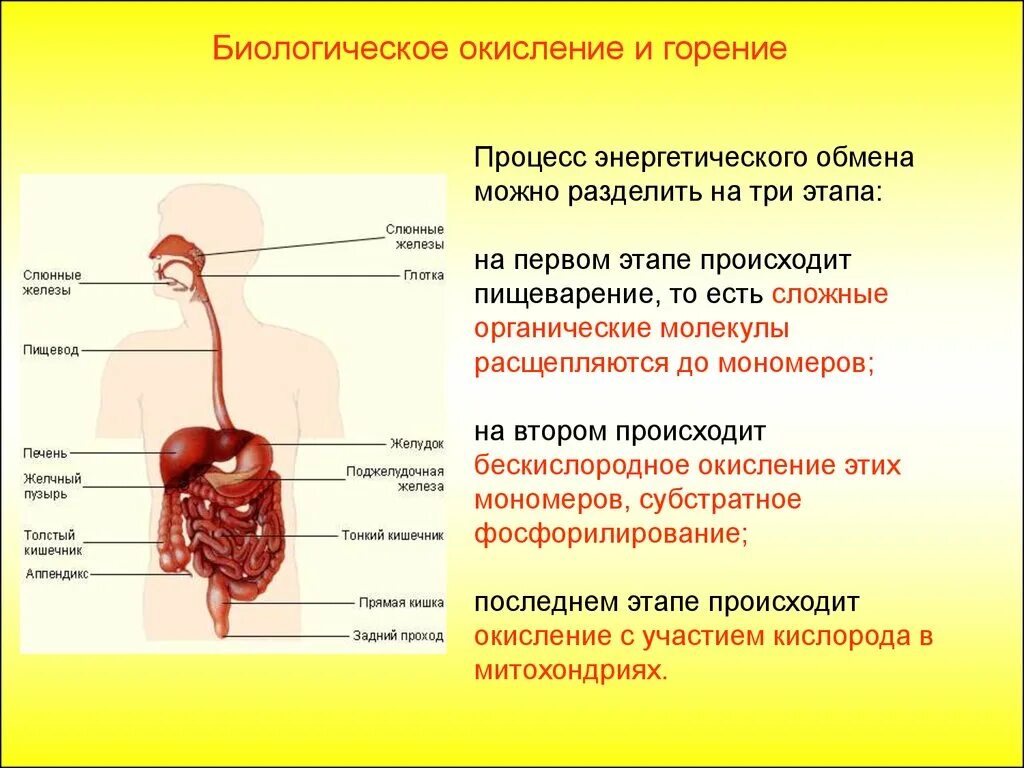 Пищевод процессы