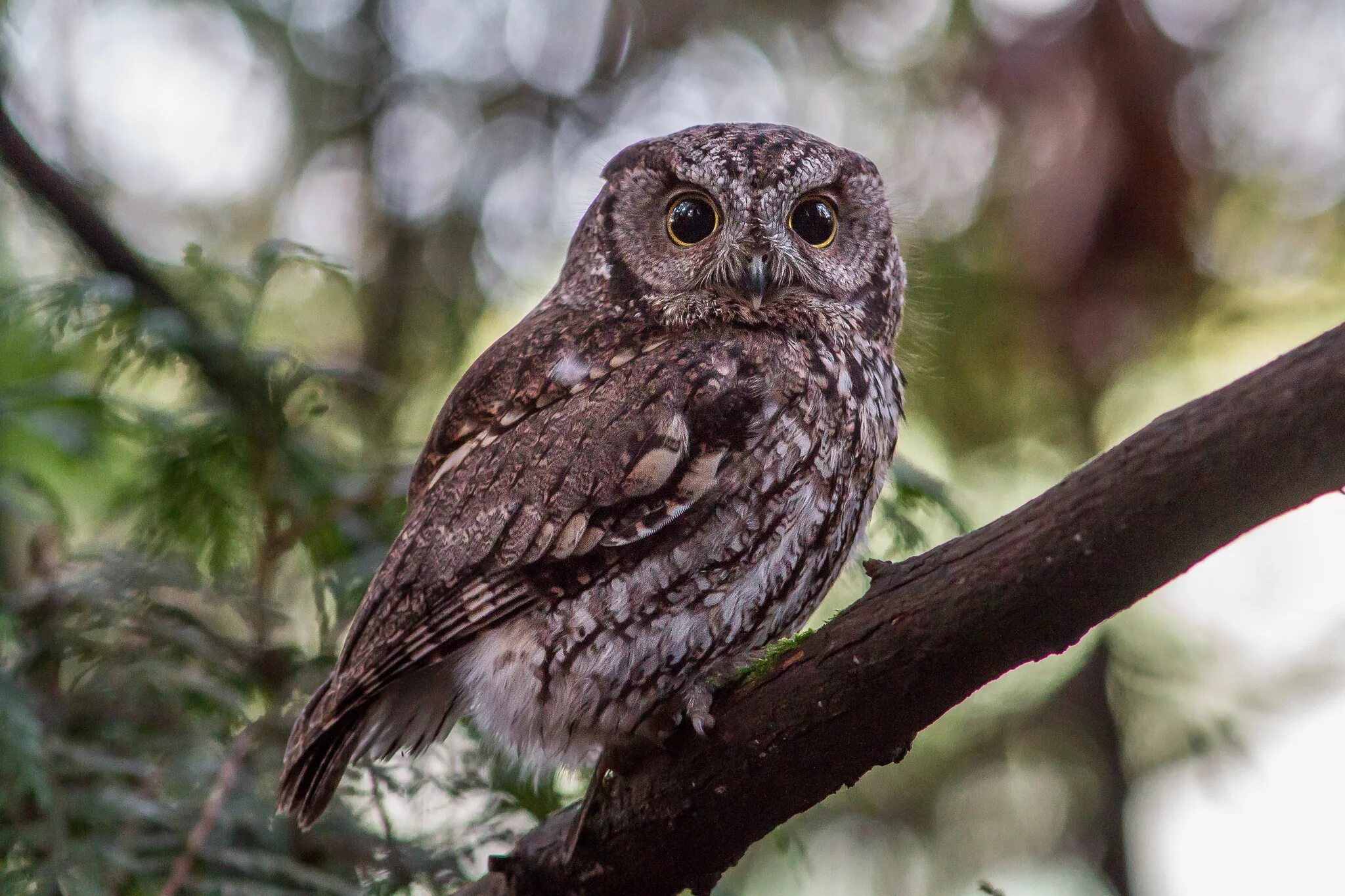капский карликовый сычик. Glaucidium peruanum. сова карликовый сыч. карликовая сова из лесов амазонки фото. карликовая сова из лесов амазонки фото.