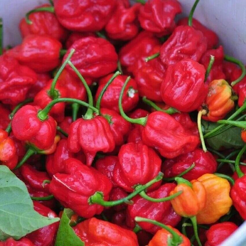 Хот пеппер. Trinidad Moruga Scorpion. Перец Scorpion Trinidad. Moruga Scorpion перец. Перец Оида f1.