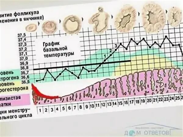 Можно ли забеременеть на 5 день цикла