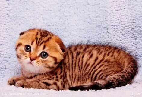 Бенгальско шотландская кошка
