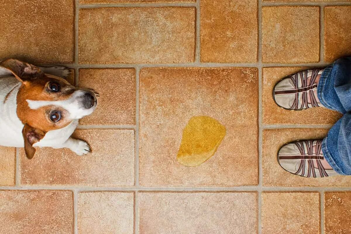 Собака нагадила на кровать. Щенок писается. Почему щенок писать на кровать. Почему щенок писать на кровать. Собака метит территорию.