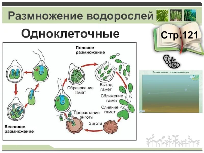 Размножение водоросли биология. Размножение споровых растений водоросли 6 класс. Размножение одноклеточных зеленых водорослей. Размножение водорослей:половое безполовое. Размножение водорослей 5 класс биология.