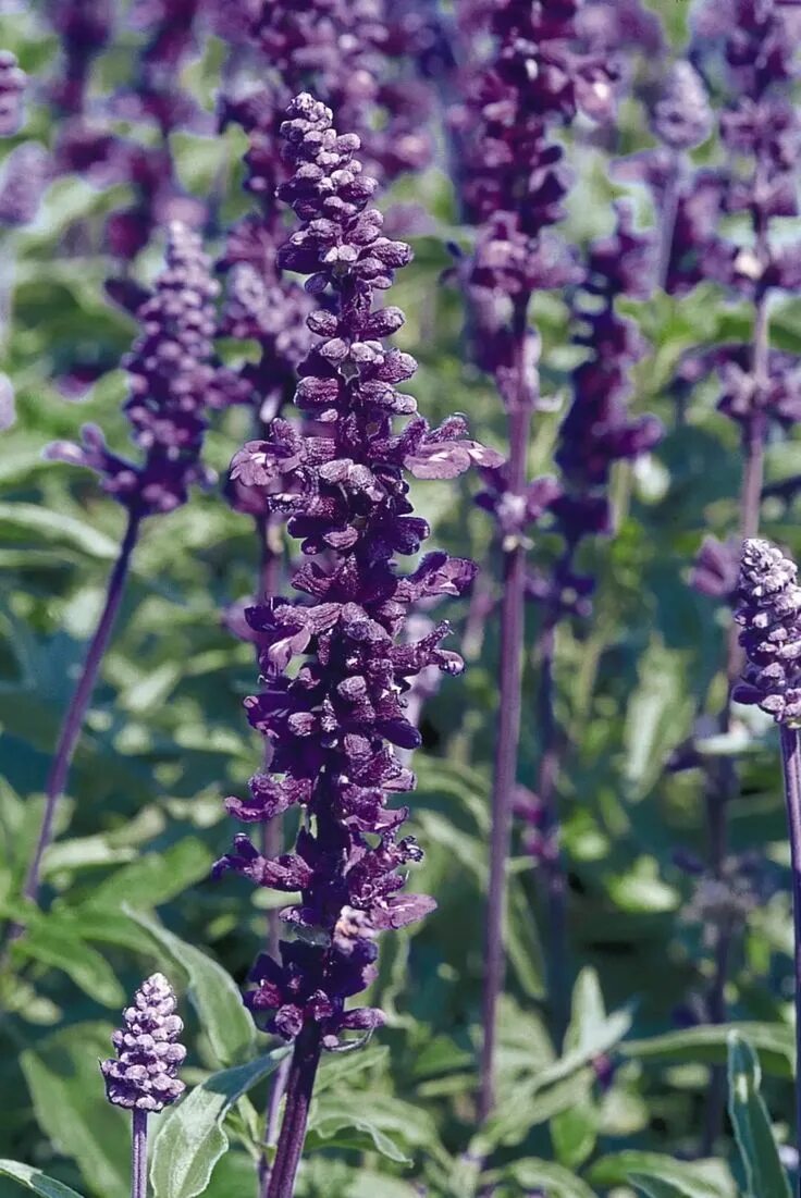 Как выглядит растение шалфей. Шалфей лавандоволистный. шалфей salvia. сальвия (шалфей). шалфей лекарственный (salvia officinalis).
