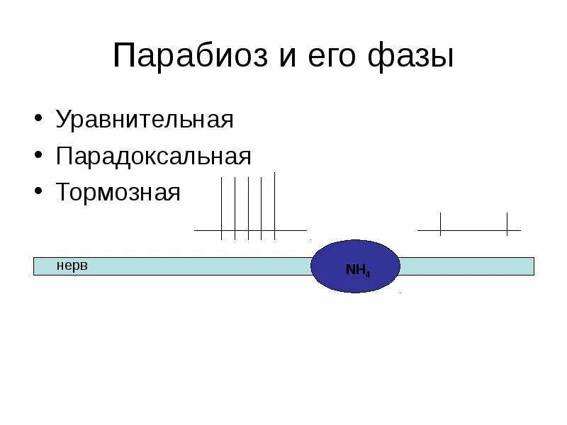 Фазы парабиоза. Фазы парабиоза