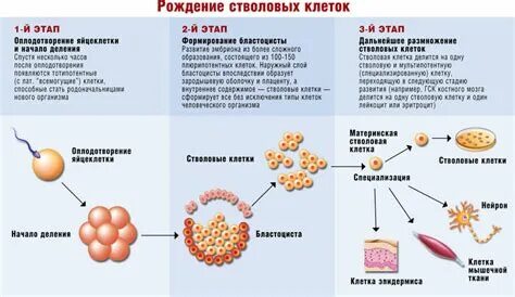 Тесто на клетки