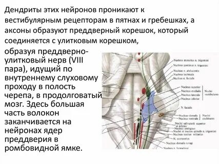 Нервы ромбовидной ямки