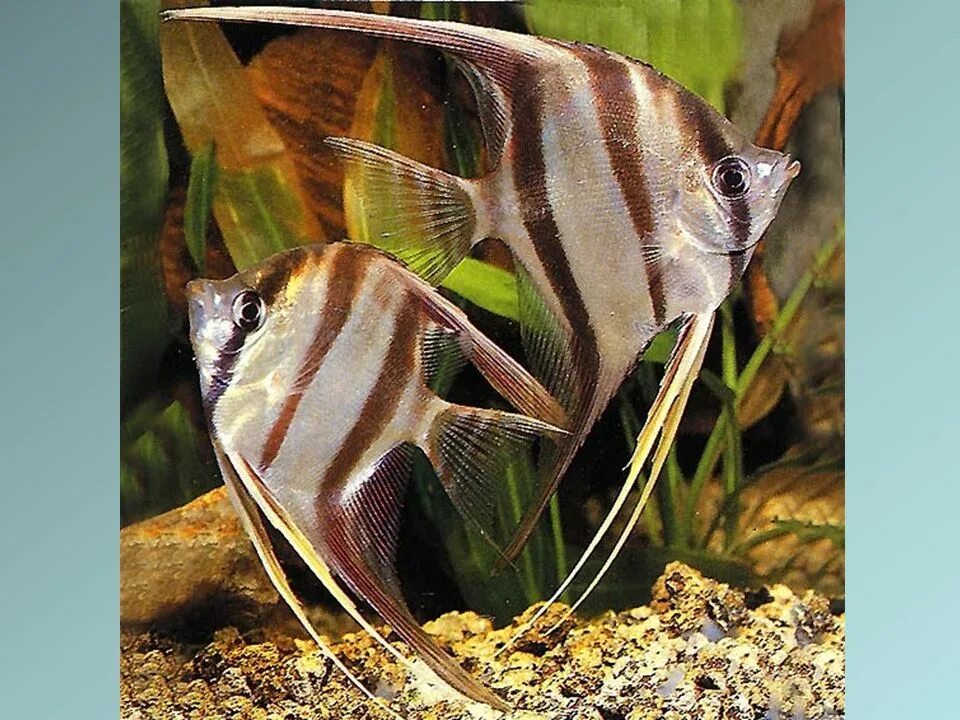 Съели скалярию