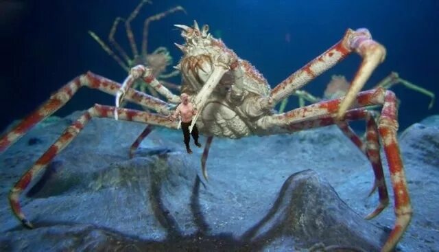 краб был страшно большой