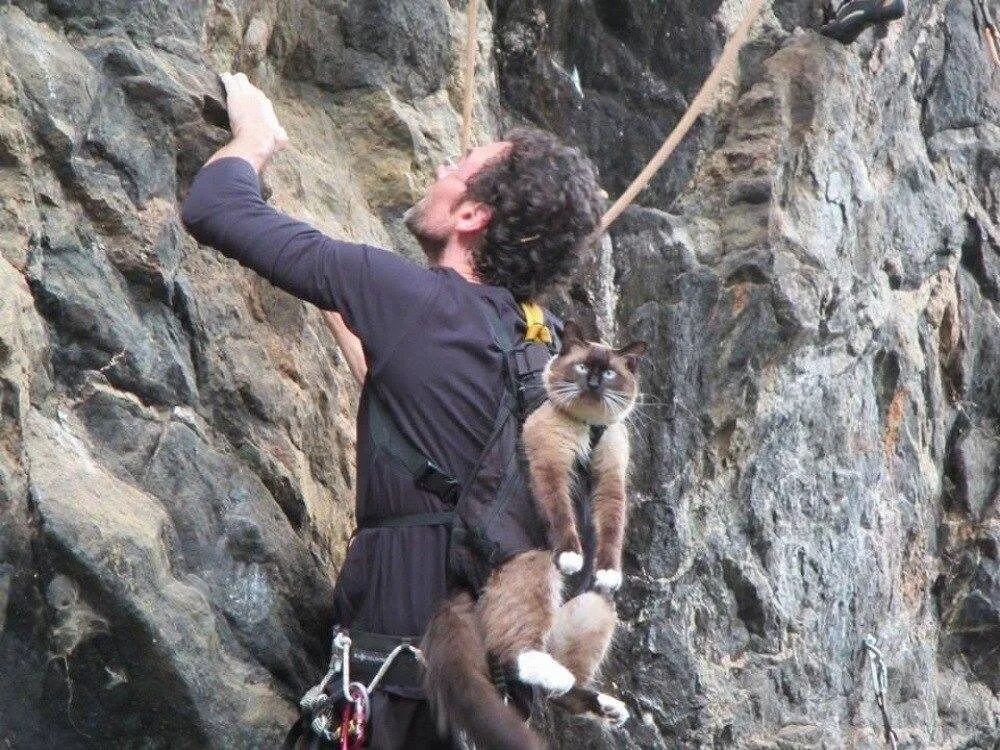 Почему тянут горы. Кот скалолаз. Кот альпинист. Кот в горах. Кот в рюкзаке у альпиниста.