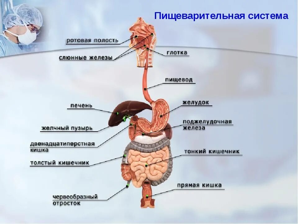 Какой орган выполняет пищеварительную функцию. Система строения пищеварительной системы. организм человека пищеварительная система. пищеварительная система человека схема анатомия. анатомическое строение пищеварительной системы человека.