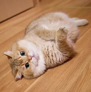 Котик мягенький