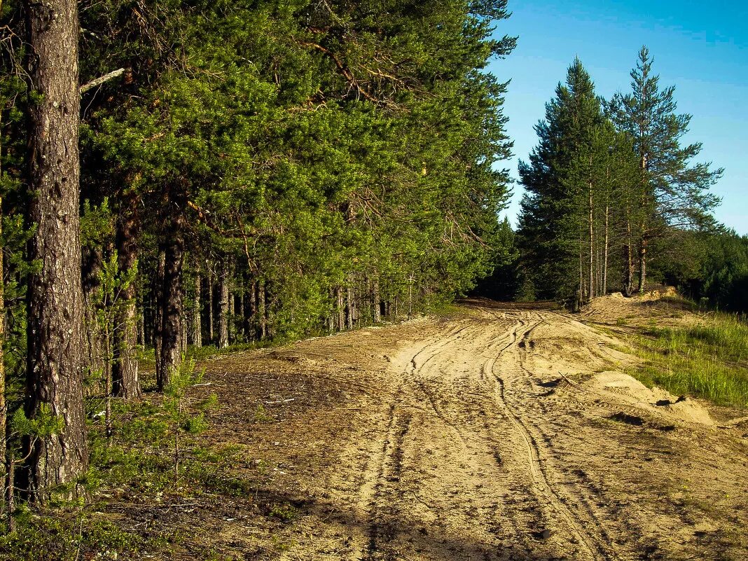 дубовицкий лес подольск. лесные дороги архангельской области. это было на лесных дорогах. трасса в лесу. песчаная дорога в лесу.