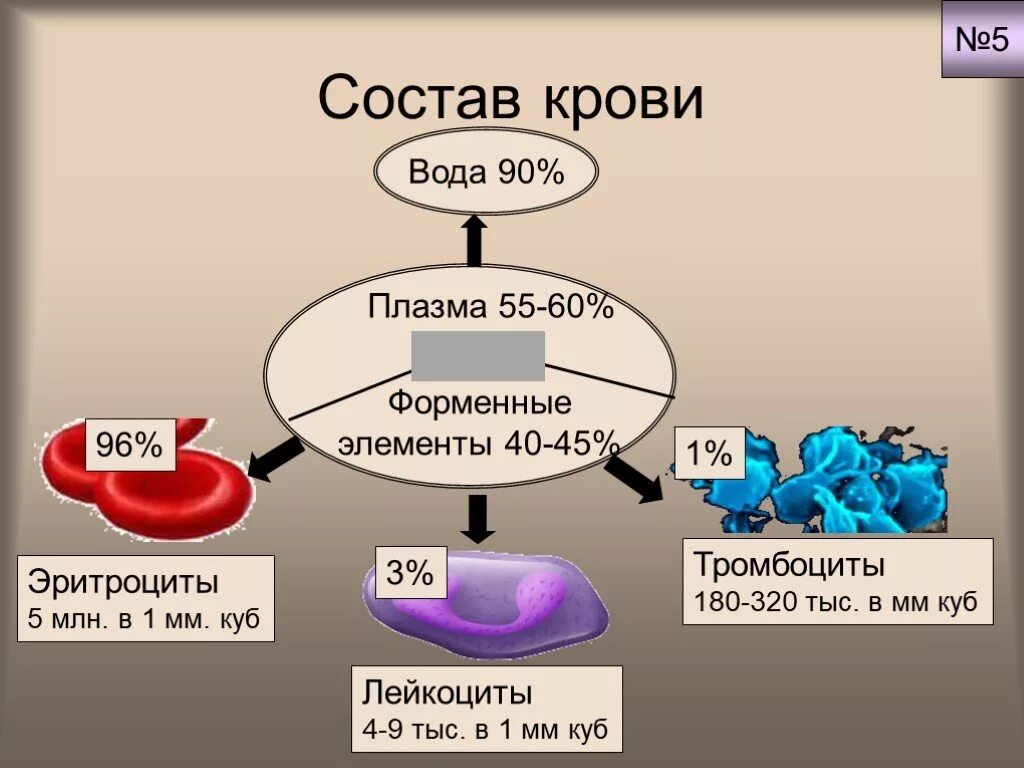 Состав е ю. Кровь функции крови её состав. составные части крови. кровь ее состав и функции.