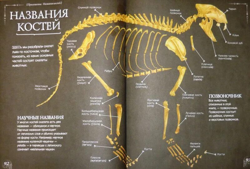 Разбор по скелету. Названия костей древних животных. Скелет Льва стоимость. Книга в названии кости. Почему костю назвали костей