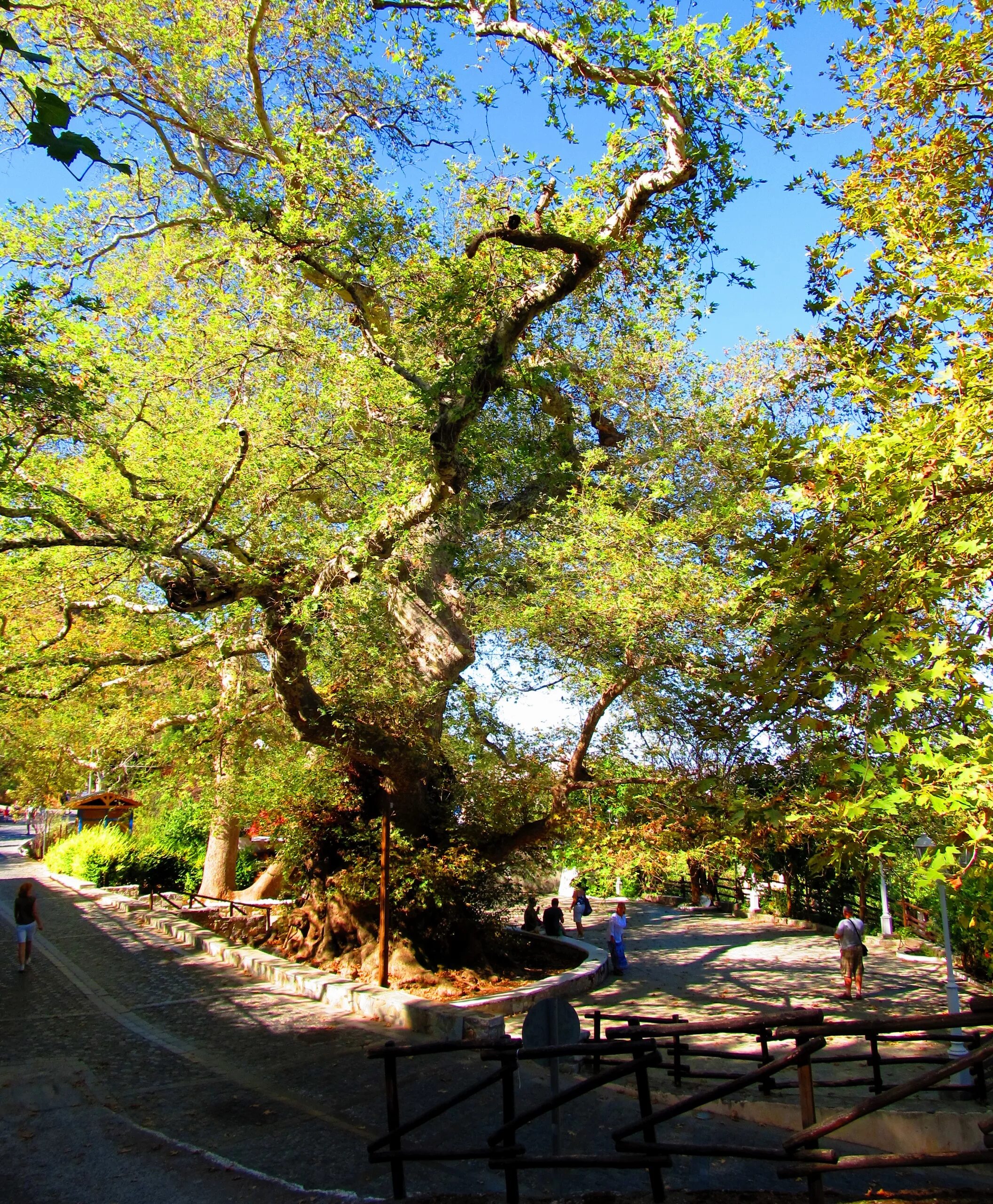 Полисервис дг-5-упм. Дерево абхазии платан. Платан 1. Платан в дрездене. Платан 1.