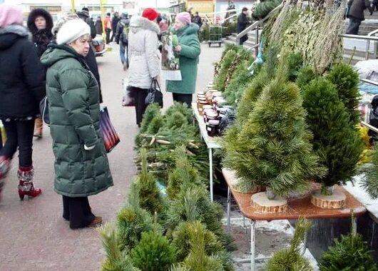 Русское подворье. Новые площадки в москве. Ель обыкновенная инверса пендула. Ресторан подворье зимой. Хвойники л исино хвойники.