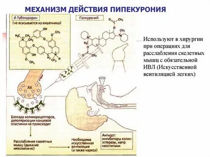Раскройте механизм действия