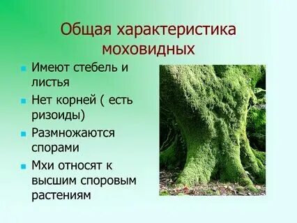 Мхи 7 класс биология кратко