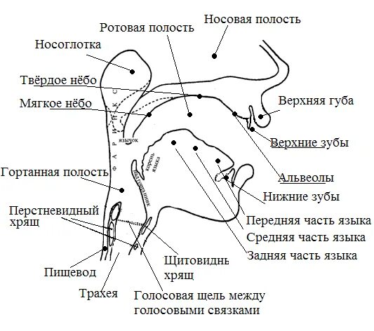 Носовая полость ротовая полость. Строение речевого аппарата анатомия. Профиль периферического отдела речевого аппарата. Строение и функции центрального речевого аппарата. Строение центрального отдела речевого аппарата схема.