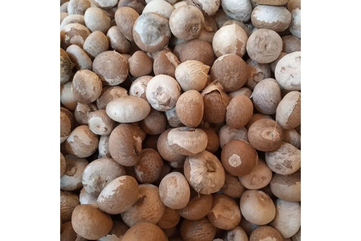 Саго крахмал. Перловая крупа на белом фоне. Саго сабудана. Бабочки в крупе. Полба образ жизни.