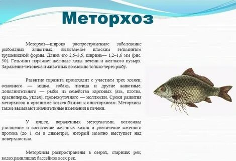 Опасность рыбы