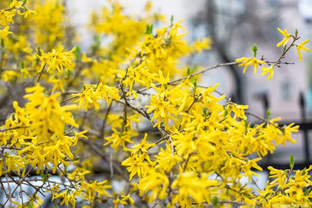 Форзиция европейская. Форзиция Зибольда. Форзиция европейская — Forsythia europaea. Цветок без листьев с желтыми цветами