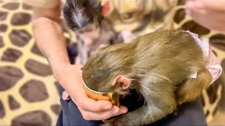 Маленький гамадриленыш. Гамадрилёнок. Обезьяна гамадрил. Гамадриленок. Гамадриленок люська.