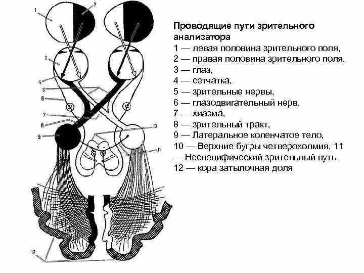 Зрительный нерв образован. Проводящий путь зрительного анализатора схема. Проводящие пути и центры зрительной сенсорной системы. Структура зрительного анализатора схема. Путь зрительного анализатора анатомия.